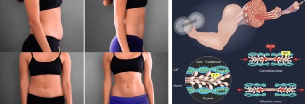 HEMSLIMMER muscle-fat