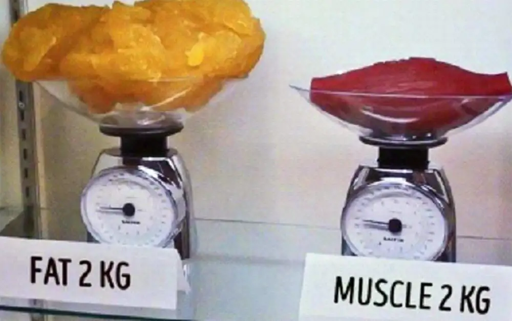 HEMSLIMMER muscle-fat